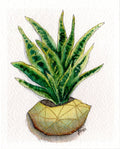 Snack Plant