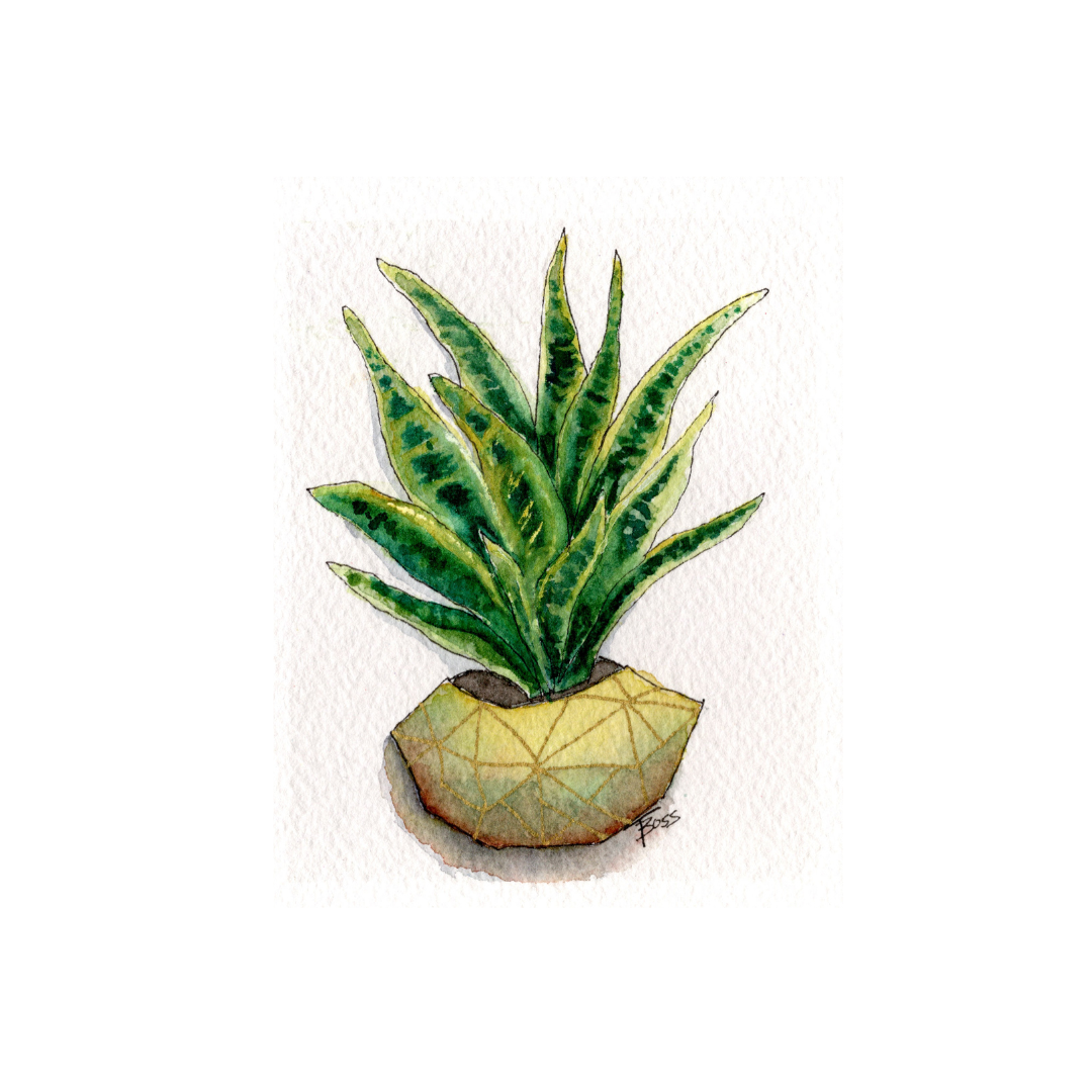 Rooted